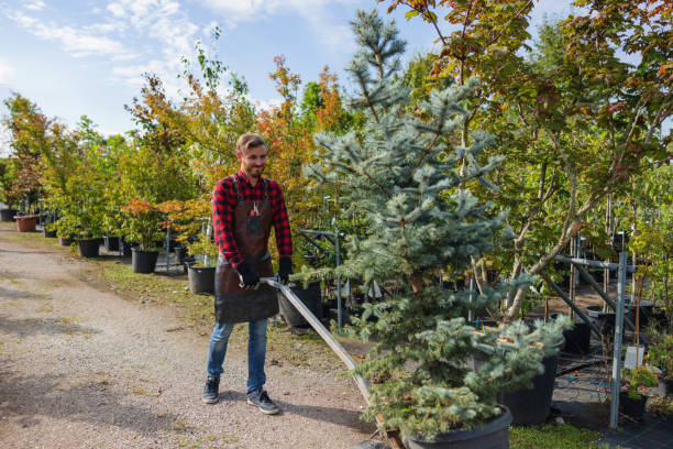 Best Tree Root Removal  in Flora Vista, NM